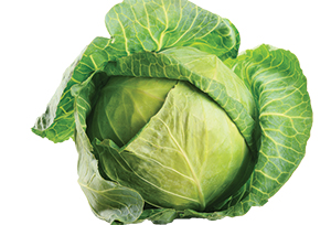 top5_cabbage