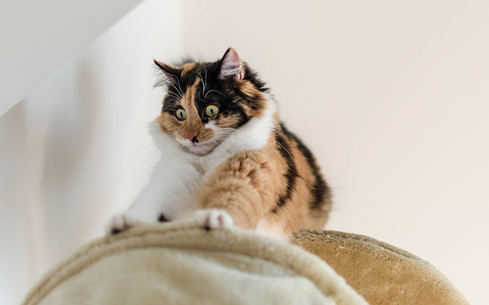 Cute three colored adult calico cat fearing the height. This lovely cat is one year old and has a very healthy fur